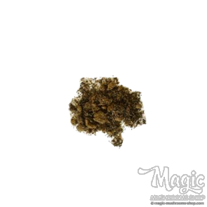 Mexikanischer Estragon | Tagetes lucida | Extrakt 10x