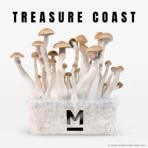Treasure Coast cubensis grow kit magic mushrooms