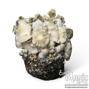 WhiteBilly Cloud920 Ready to Grow Bag