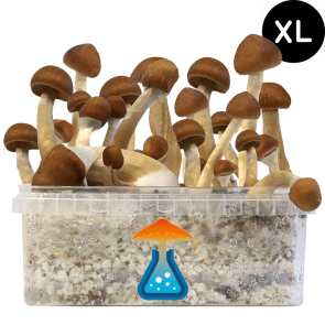 GetMagic B+ XL Grow Kit