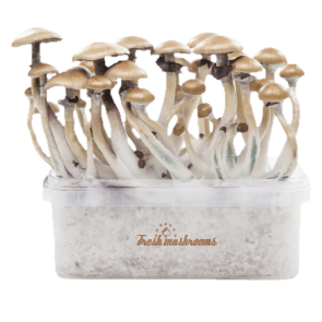 Golden Teacher XP| Fresh Magic Mushrooms Grow Kit