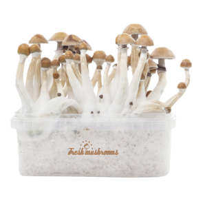 Mexican XP | Fresh Magic Mushrooms Grow Kit