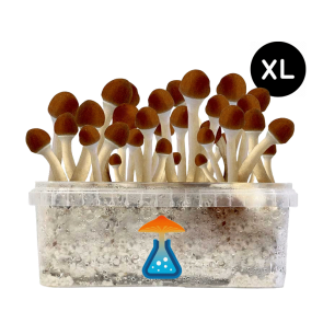 GetMagic Golden Teacher+ XL Grow Kit