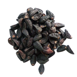 Morning Glory (Ipomoea violacea) 