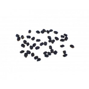 peruvian Torch Cactus | 20 seeds