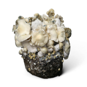 WhiteBilly Cloud920 Ready to Grow Bag