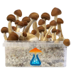 Photo B+ Grow Kit 1200 ml — GetMagic®