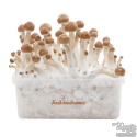 B+ 100% Mycelium Zuchtset Freshmushrooms