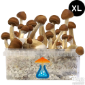 B+ Pilze XL Growkit - GetMagic