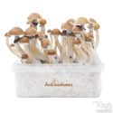 McKennaii 100% Mycelium Zuchtset Freshmushrooms