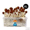 Golden Teacher Pilze XL Growkit - GetMagic