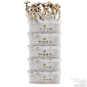 FreshMushrooms® Growkit 5 Rabatt Deal