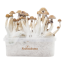 Mexican Freshmushrooms Magic Mushroom Grow Ki