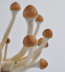 B+ Psilocybe cubensis