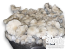 Coffee Cream Psilocybe cubensis