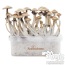 1x Golden Teacher Magic Mushroom Grow Box mit Myzel