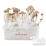 Mexican Freshmushrooms Magic Mushroom Grow Ki