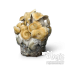 Hillbilly Pumpkin Pilz-Grow-Kit Cloud920