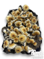 Hill Billy Pumpkin Cloud920 in den Boomer Shroomer Monotub umgepflanzt