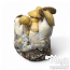 Mac Galactic Cloud920® XL Grow Kit