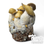 Mac Galactic Cloud920® Ready-to-grow Beutel