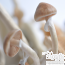 Golden Teacher psilocybe cubensis GetMagic