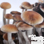 McKennaii psilocybe cubensis