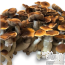 Blue Magnolia Psilocybe cubensis