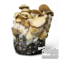Cascadian Teacher Cloud920® Ready-to-grow Beutel