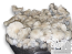 Coffee Cream Psilocybe cubensis