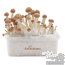 Amazon Freshmushrooms Magic Mushroom Grow Ki