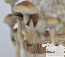 Golden Teacher Psilocybe cubensis