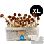 Mazatapec XL Growkit
