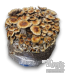 Mexican Psilocybe cubensis