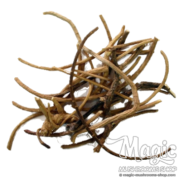 African Dream Root | Silene Capensis | 5 grams 