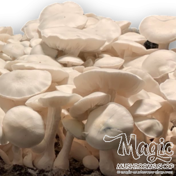 Jedi Mind Fuck Albino