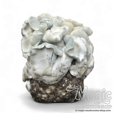 The new Jack Frost mushroom kit The new Jack Frost mushroom kit