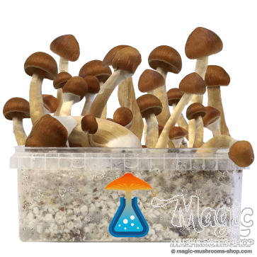 GetMagic Magic Mushroom grow kit XL GetMagic Magic Mushroom grow kit XL