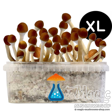 GetMagic Magic Mushroom grow kit XL