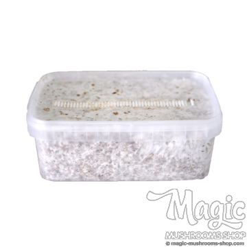 Magic mushroom kit Colombian Freshmushroom Magic mushroom kit Colombian Freshmushroom