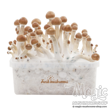 B+ XP | Fresh Magic Mushrooms Grow Kit 