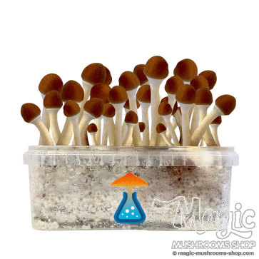 GetMagic Golden Teacher+ Magic Mushrooms Grow Kit GetMagic Golden Teacher+ Magic Mushrooms Grow Kit