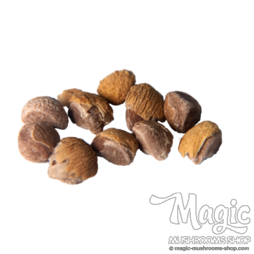 hawaiian baby woodrose seeds