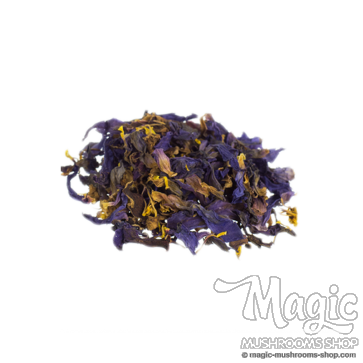 Blue Lotus (Nymphaea caerulea)