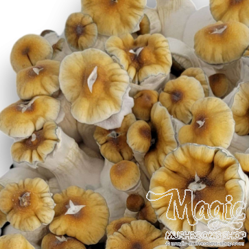 Golden Teacher - spore vial 