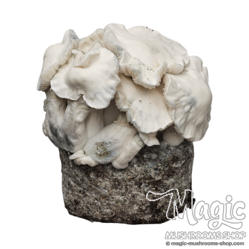 Panaeolus cyanescens 'Jamaica' 10ml spore vial