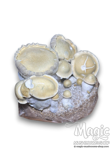 Golden Teacher - spore vial 