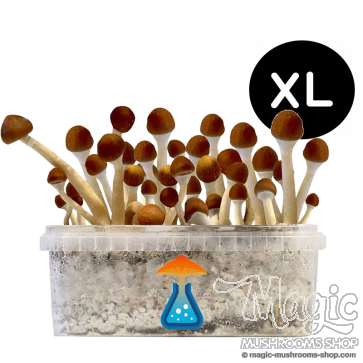 GetMagic Magic Mushroom grow kit XL