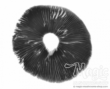 Spore print 