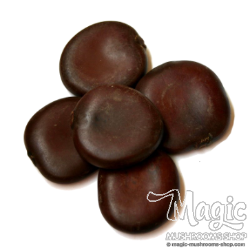 African Dream Seed | Entada Rheedii - 1 seed